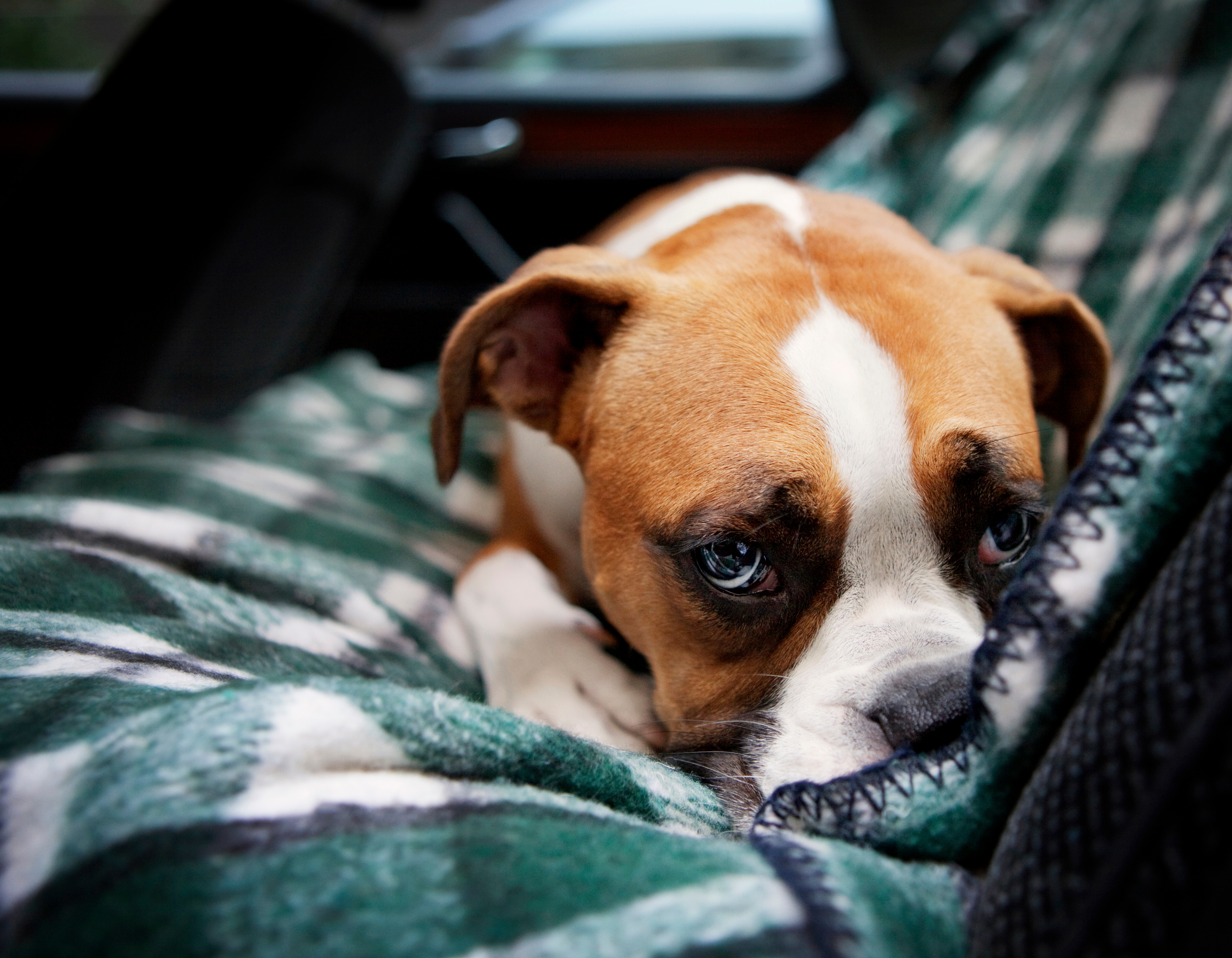 Using an old blanket as a seat cover for your dog